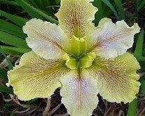 Wow Factor Louisiana Iris (Yellow, Purplish-Red Veining, Midseason), Iris x 'Wow Factor'
